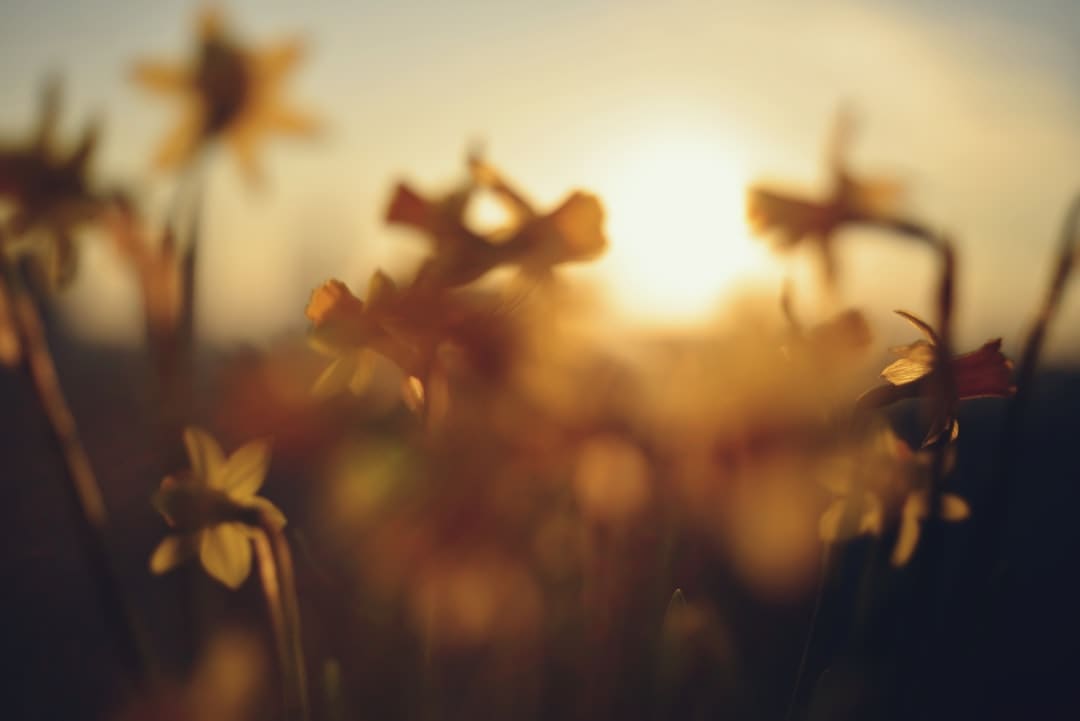 寒武纪进阶曲：国产AI芯片的突围之路